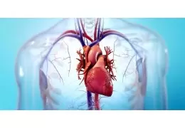 چاپگر سه بعدی قلب سیلیکونی